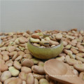 Fava bean Broad bean 50-60 / 60/70 HPS MC con alta calidad 2016